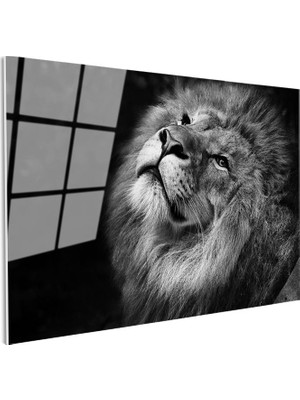 Tablofest Tamperli Gerçek Cam Tablo Gökyüzüne Bakan Aslan Portresi Aslan Tablosu Duvar Dekoru