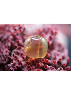 Aries 14.55CT 13X13MM Cabachon Natural Citrine