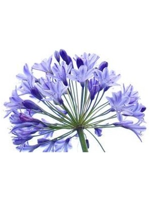Miracle Agapanthus Afrika Nil Süseni Şefkat Çiçeği Tohumu (5 Tohum)