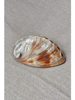 Pozitif Doğal Taş Orta Boy Abalone Shell Renkli Istiridye Kabuğu 116-2