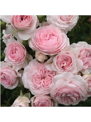 Tüplü Koleksiyonluk Kordes Larissa Fc Yediveren Gül Fidanı