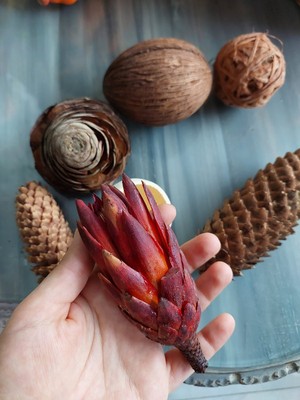 Lolipophobi Kurutulmuş Obje Set 2,dekor, Dekoratif, Hediye, Yılbaşı, Kapı Süsü, Ev Dekor, Masa Dekor