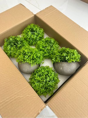 FB Cup 6 Adet Taş Tozu Saksılı Yapay Yeşillik - Minyatür Dekoratif Şimşir Topu Seti