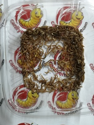 Koçlar Un Kurdu Mikro 1-1,5 cm 100 Adet