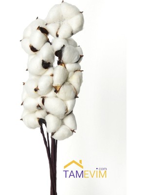 PremiumPort Beyaz Doğal Pamuk Dalları Seti, 6 Adet, Zarif ve Şık Dekorasyon Aksesuarı