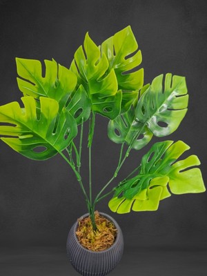 PremiumPort Yeşil Difenbahya Bitki Saksı ve Dekor Vazo, 41 cm