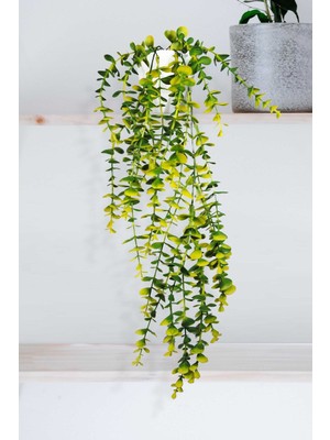 PremiumPort Iki Renkli Elmas Beyaz Saksılı Sarı-Yeşil Okaliptus Sarkıtı