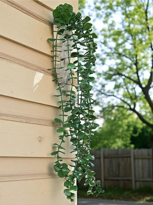 PremiumPort Ahşap Saksı ile Okaliptus Sarkıtı, Duvara Yapıştırılabilir, Şık Dekorasyon