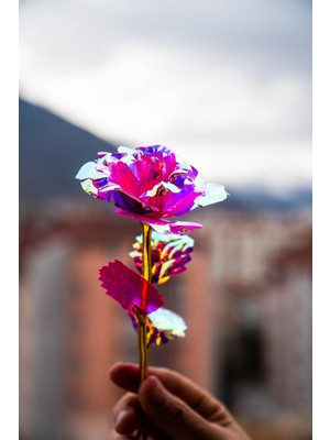 PremiumPort Renk Değiştiren Sonsuzluk Gülü, Sevgiliye Özel Hediye