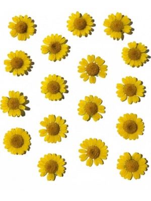 Stonechem Preslenmiş Kurutulmuş Sarı Papatya Epoksi Reçine Kolye Takı Yapımı (20ADET)