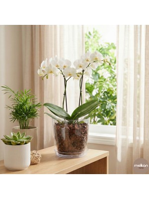 Melkan Home Orkide Saksı, Şeffaf Orkide Saksısı 1,5 Litre Kristal Orkide Saksı