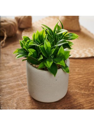 PremiumPort Doğal Görünümlü Bitki, Beton Saksı, 10X18 Cm, Yeşil/gri, Modern Dekorasyon
