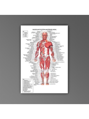 PremiumPort Yüksek Kaliteli Insan Anatomisi Ön Kas Görüntüsü Çalışma Modeli