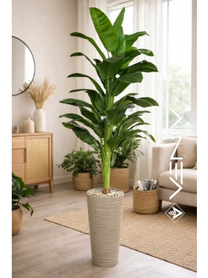 Veniv Yapay Muz Ağacı Büyük Boy - Islak Dokulu Gerçekçi Salon Çiçeği (200 Cm)