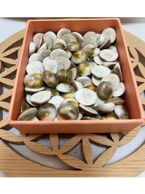 PremiumPort Yılancık Taşı 9'lu Seti, Yavru Hediyeli, Doğal Taş Koleksiyonu