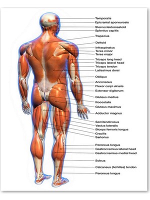 PremiumPort Ahşap Anatomi Şeması Erkek Kaslar Etiketli 35X50 cm Tablo