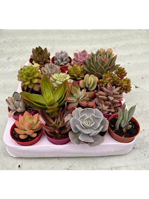 20 Sukulent( Elit Serisi)