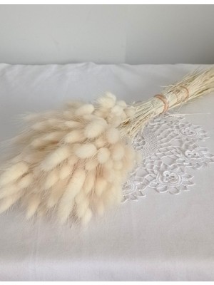 Birlik Pamuk  Otu  Lagurus  Krem