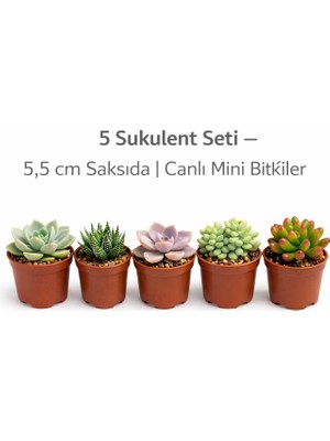 Fide İste 5’li Sukulent Seti – 5,5 cm Saksıda Kokusuz Canlı Mini Sukulentler