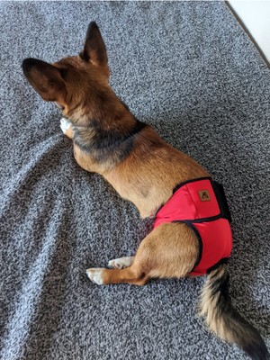 Feyza Design Yıkanabilir Dişi Köpek Regl ve Çiş Külodu Pedli, Rahat ve Güvenli Kullanım