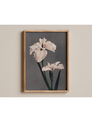 Ninastore Japon Iris Çiçeği Baskısı, Vintage Çiçek Posteri, Botanik Duvar Dekoru, Zarif Çiçek Sanatı, Asya Doğ