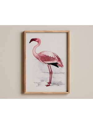 Ninastore Küçük Flamingo C. G. Finch-Davies Kuş Illüstrasyonu Flamingo Eskizi Zarif Vahşi Yaşam Illüstrasyonu