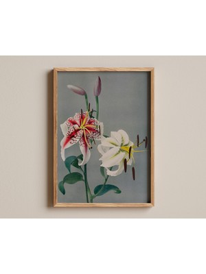 Ninastore Vintage Çiçek Desenli Japon Zambak Çiçeği Sanatı, Botanik Duvar Dekoru, Ogawa Sanat Eseri, Antika Do