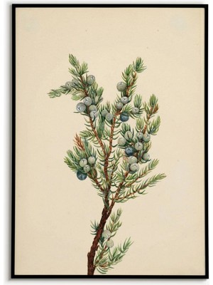 Ninastore Ardıç Dalı Tablosu Noel Ağacı Baskılı Poster Duvar Sanatı Poster Sanat Baskıları Doğa Botanik Poster