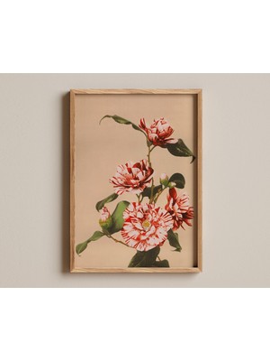 Ninastore Çizgili Kamelya Baskısı, Vintage Botanik Sanat, Japon Çiçek Posteri, Antika Çiçek Illüstrasyonu, Zar