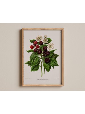 Ninastore Alabaster Vazoda Çiçek Baskısı Gerard Van Spaendonck Hollandalı Çiçekli Natürmort Poster Zarif Illüs