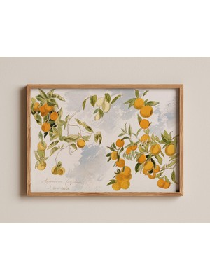 Ninastore Meyve Ağacı Baskısı Edward Lear Botanik Illüstrasyonu Eski Narenciye Resimleri Portakal Dalı Suluboy
