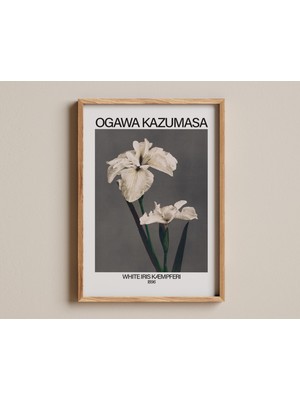 Ninastore Beyaz Iris Kæmpferi Baskısı, Ogawa Kazumasa Tarafından 1896 Yılında Çekilmiş Japon Botanik Fotoğrafı