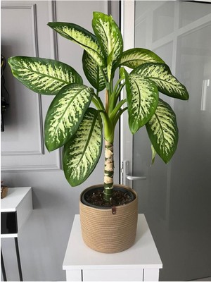 PremiumPort Çok Amaçlı Hasır Saksılık ve Sepet, Bahçe Düzenleyici 22X20