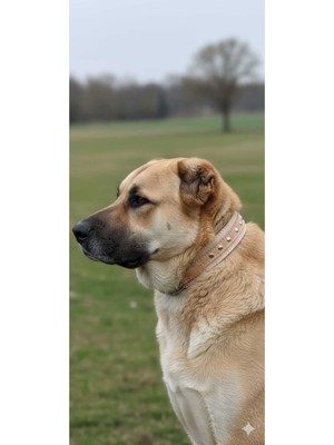 Feyza Design Çift Kat Çivi Dilli Kaynaklı Köpek Tasması, Güçlü ve Dayanıklı Tasarım