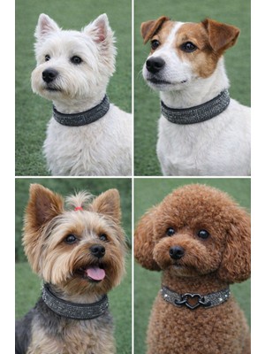 Feyza Design Parlak Taşlı Köpek Tasma ve Kolye Seti, Şık ve Sevimli Tasarım
