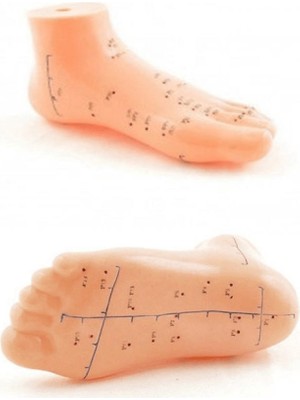 Toptan Bulurum Ayak Akupunktur Bölgesi Maketi