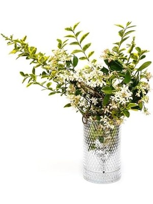 Cam Vazo/mumluk (17 Cm)