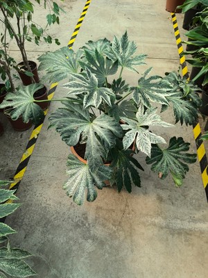 Arg Fatsia Japonica
