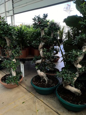 Arg Bonsai Çiçeği
