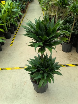 Arg Draceana Compacta 2 Gövdeli Çiçek