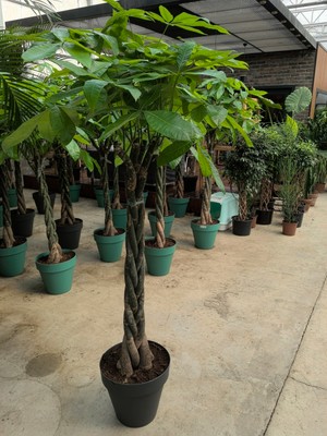 Arg Pachira Para Ağacı  100_150 cm