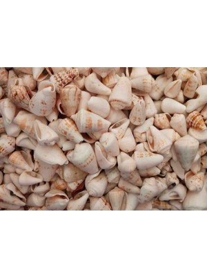 50 Adet Deniz Kabuğu