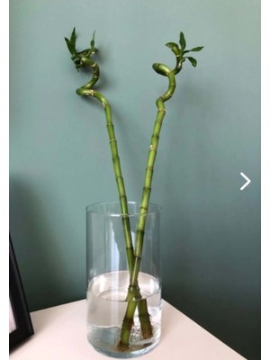 PremiumPort Canlı Çiçekli Dekoratif Silindir Cam ve Bambu Vazo 10X20 cm