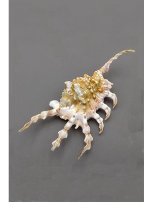 Pozitif Doğal Taş Scorpion Conch Akrep Deniz Kabuğu 10SC