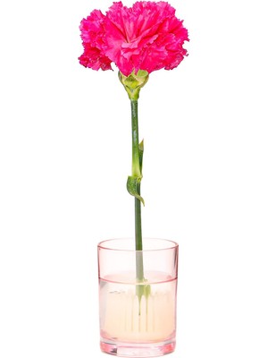 Missi Flora Desing-Minimal Pembe Cam Vazo