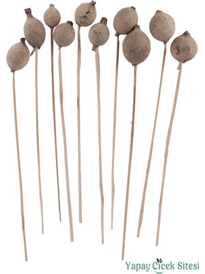 Yapay Çiçek Sitesi Kuru Çiçek Halo Kapsül 28 cm 10LU