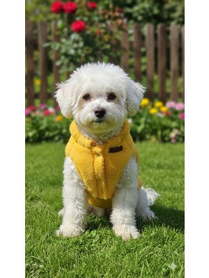 Patilemece Sarı Peluş Kedi Köpek Montu
