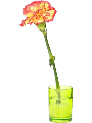 Missi Flora Design-Minimal Yeşil Cam Vazo