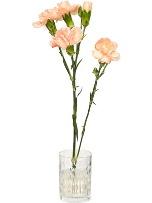 Missi Flora Design- Minimal Şeffaf Yaprak Kesme Cam Vazo