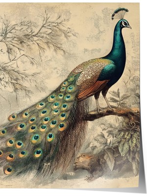 Zestia Poster Asil Tavus Salon Dekoru